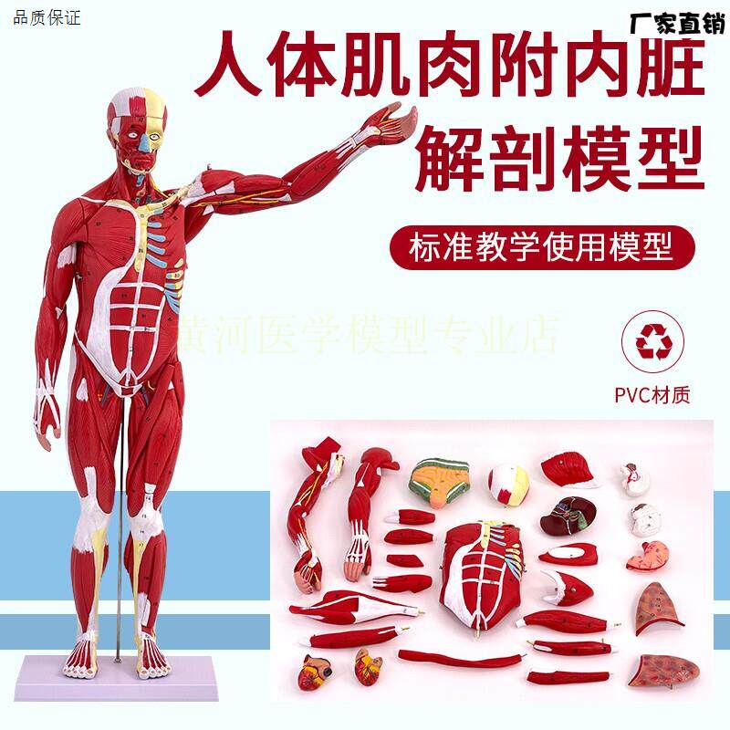 80CM人体全D身肌肉解剖模型可拆卸27件人体肌肉构造演示模型