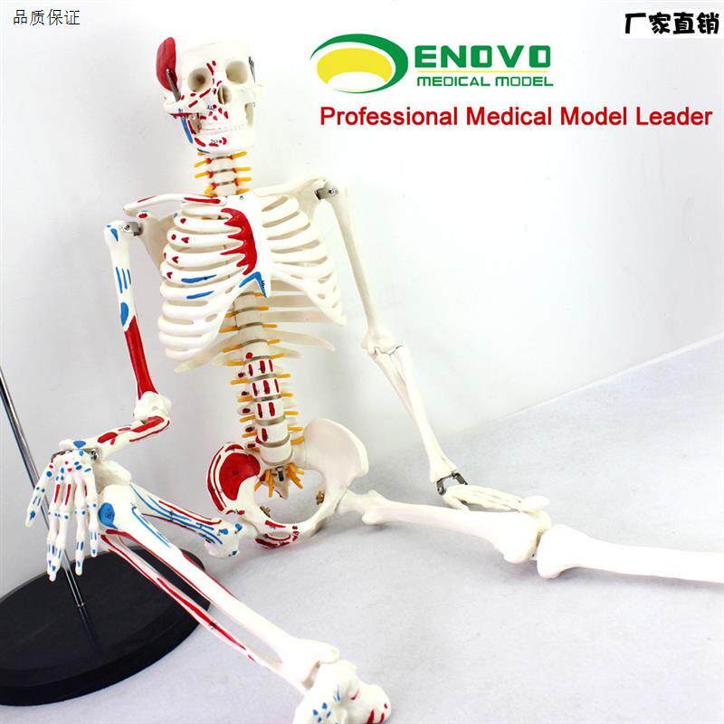 颐诺正品医用85CM人体骨骼模型神经肌肉b起止骨架小针刀脊柱模型
