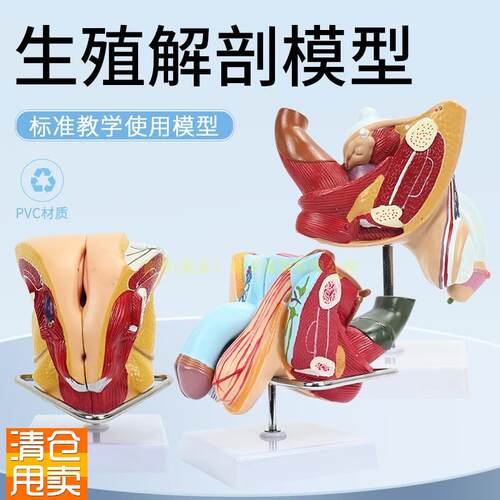 女性内外生殖器i解剖模型子宫输卵管解剖女性生殖健康示教模型