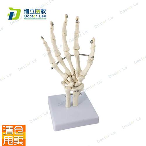 艺用医用a绘画人体手关节模型手骨模型手指骨手掌骨骷髅手骨可活