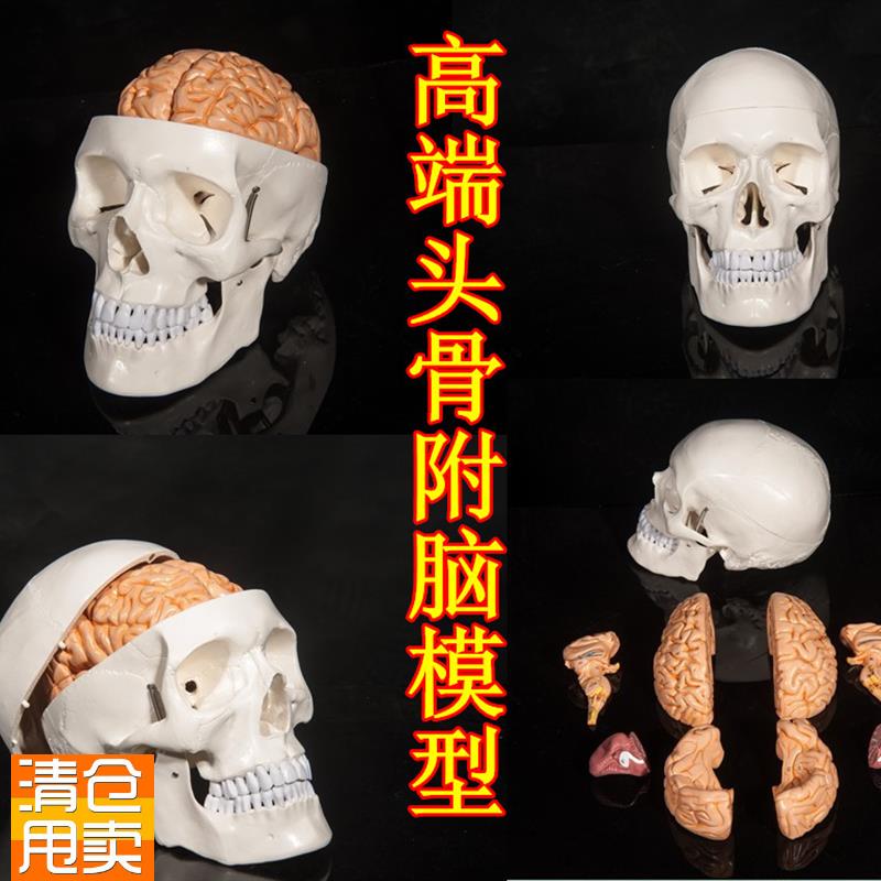 头骨附脑模型人体头p颅脑模型大脑头骨模型神经科医用颅脑模型