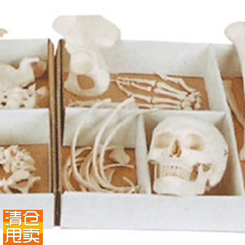 ENOVO颐诺人体骨骼散骨w模型骨架标本模型美术医学艺用疼痛骨科