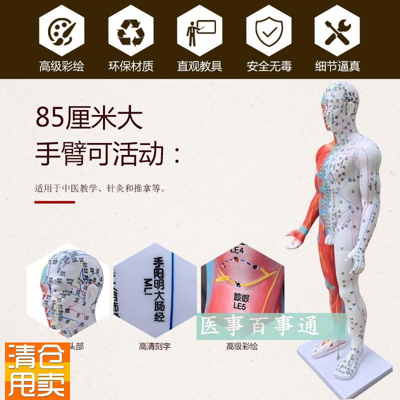 高清85cm针灸穴位经络人体模型A模特超清晰中医用家用教学针灸模
