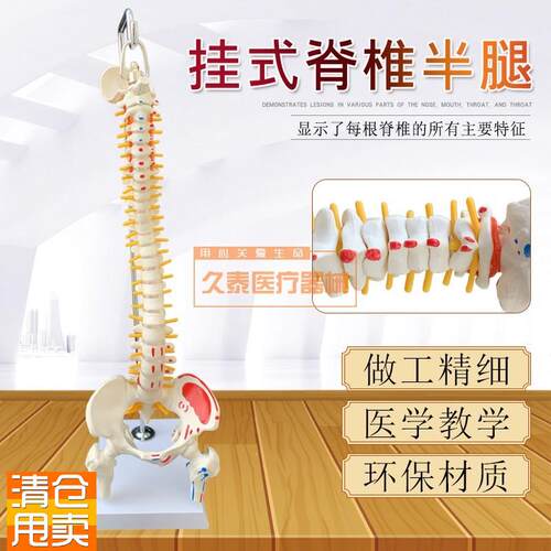 人体脊柱模型人体骨骼模型脊椎z45CM带颈椎胸椎尾椎椎骨骨盆模型