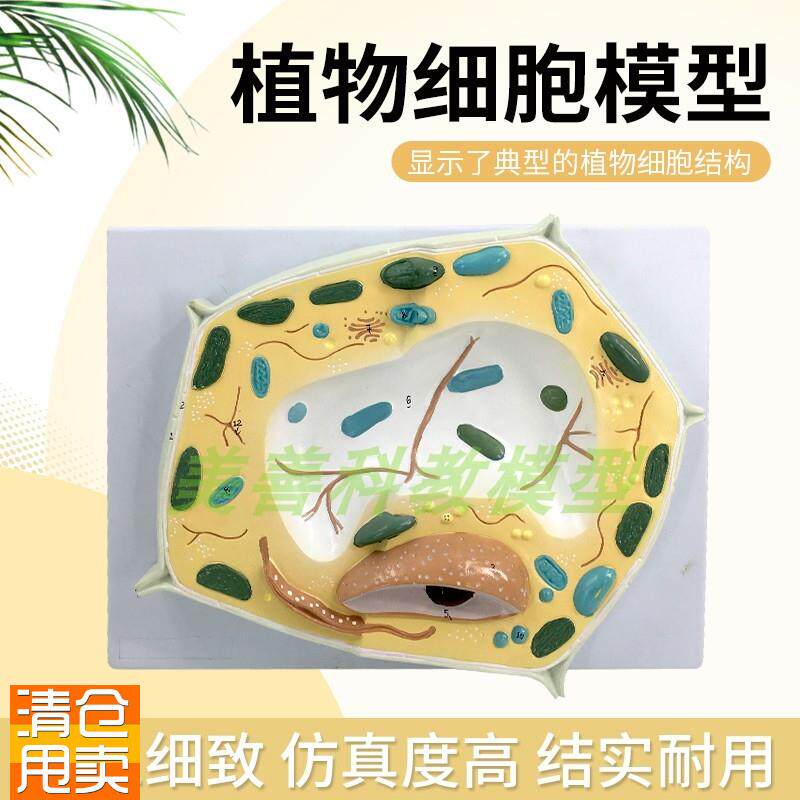 生物模型植物细胞k模型科普益智模型细胞结构模型生物教学解剖模