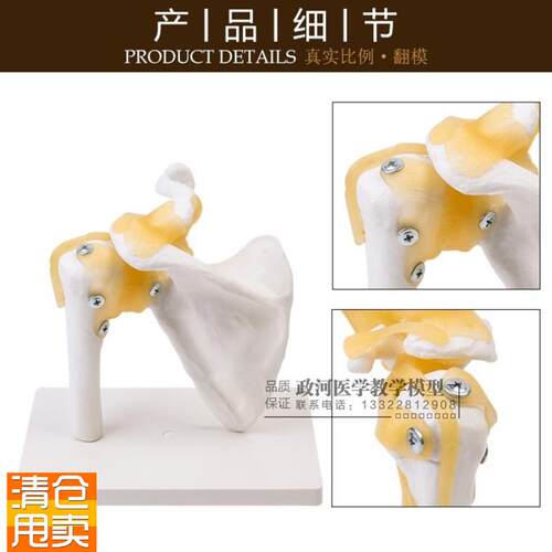 1:1自然大肩关节模r型肩关节带韧带模型肩模型肩胛骨模型