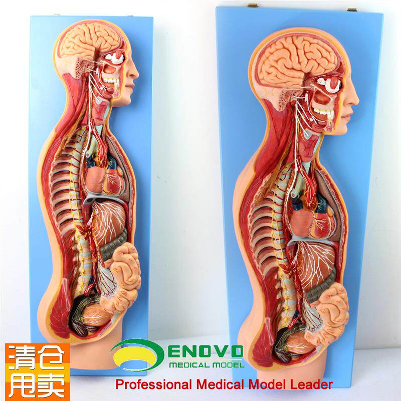 ENOVO颐诺人体医学交感神经系统模G型脊柱内脏关系胸外科解剖自主