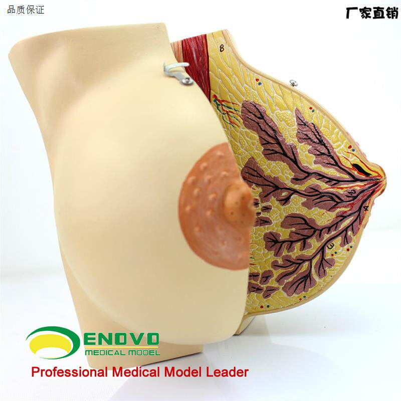 颐诺正品医用女性静U止期乳房模型乳房解剖模型丰胸美容妇科模型