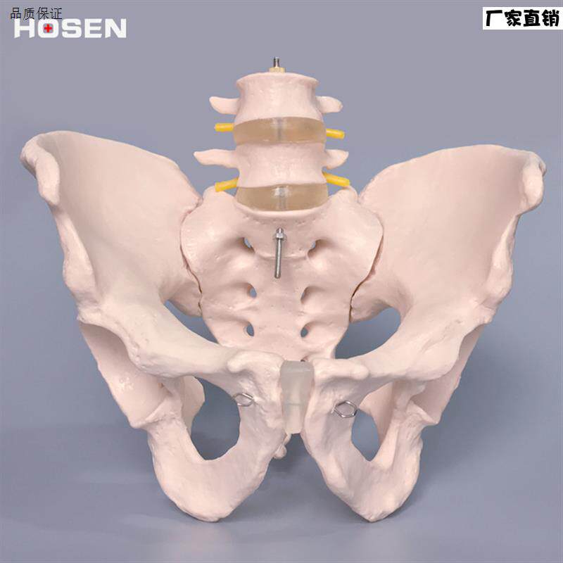 人体骨盆模型盆骨带二节腰椎脊椎髋骨骼结构解x剖骨科医学教学模