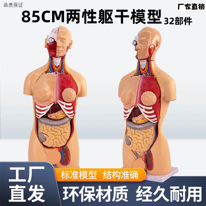 85CM两性躯干模型解剖器官结构造医学可拆B32件人体内脏解剖男女