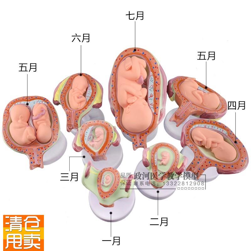 妊娠胚胎发育g模型计划生育模型婴儿胎儿发育过程模型生殖模型