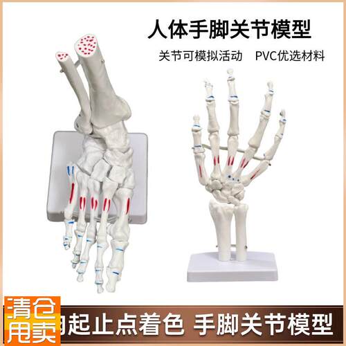 脚骨模型脚踝关节l脚部骨骼结构造足骨手骨解剖模型1比1大康复教