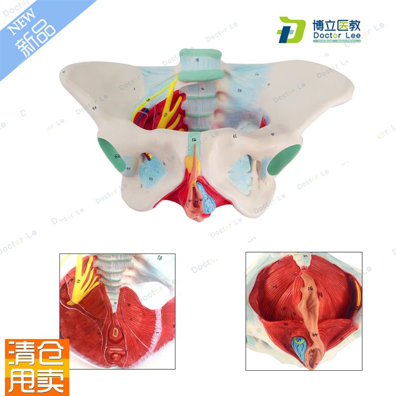 女性盆底肌模型子宫模型女性分娩骨盆模J型教学助产医用骨盆模型