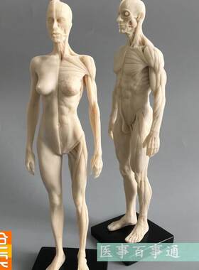 人体模型美术绘画医用教学骨骼肌肉解剖结构白胚男女30Xcm雕塑骷