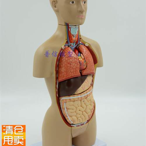医用人体器官解剖m模型人体内脏结构人体拼装模型躯干模型