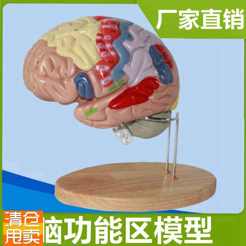 脑功能模型大脑皮层标识可拆卸医学解剖人体中Q枢功能定位医用科