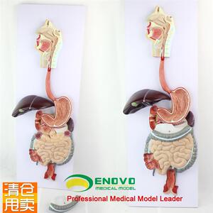 颐诺正品医用人体消化系统模型胃肝模型解剖人体U消化道解剖模型