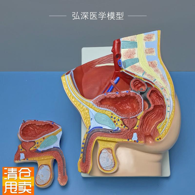 男性矢状解剖模型2部件可拆人体生殖系统结构盆T腔医学示教学模具