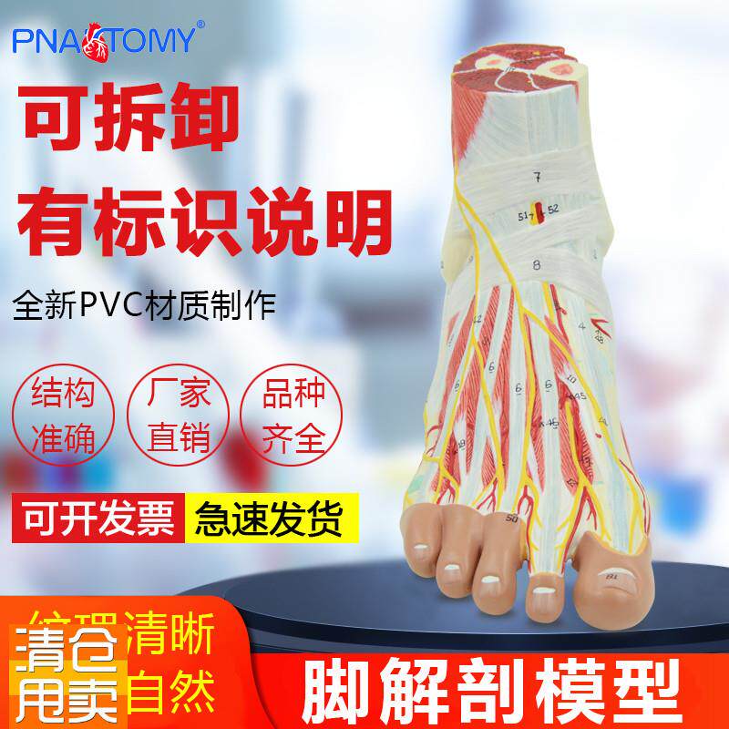医学人体脚关节肌肉神经血管韧带足G底层次解剖模型手足外科标本