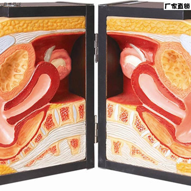 高级女性避孕.器指导模型,教学模型计生办教育模型,医学模型