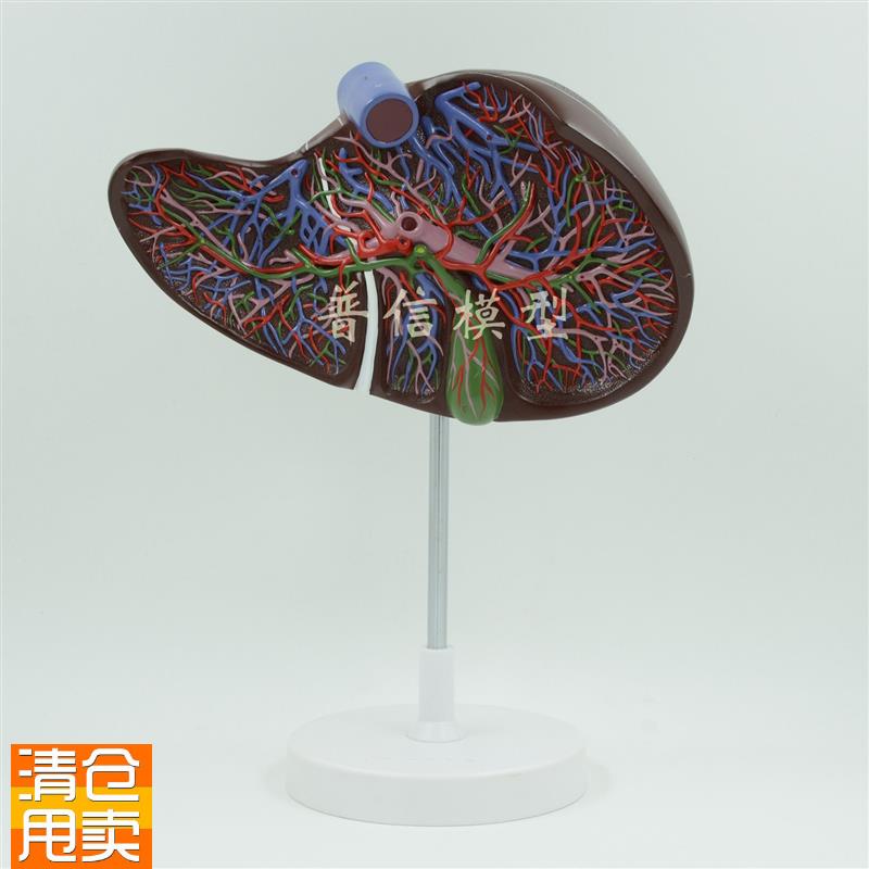 普信肝脏模型带血管肝解剖x肝与胆囊放大模型肝胆消化医用