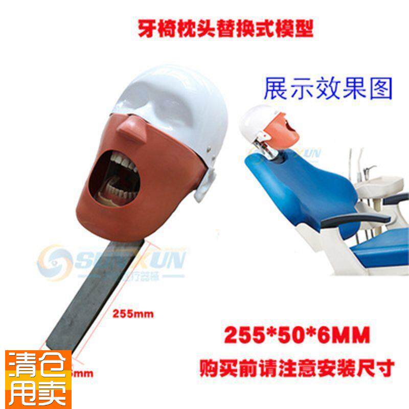 牙科仿真c头模口腔简易头模可放牙椅练习备牙头颅模型拆换牙齿