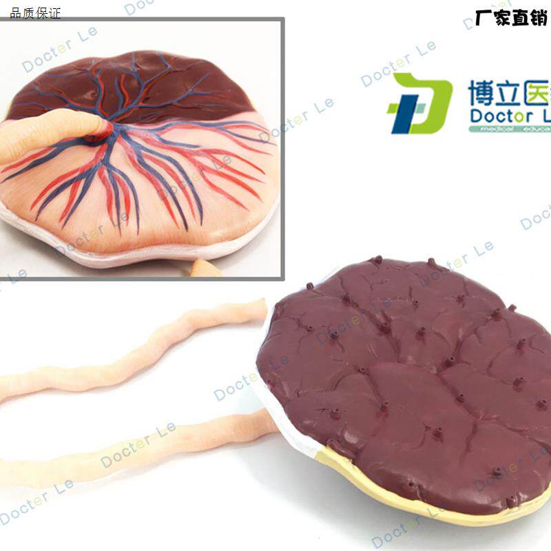 人体胎盘脐带人体内脏医学解剖模型生殖U系统模型解剖模型