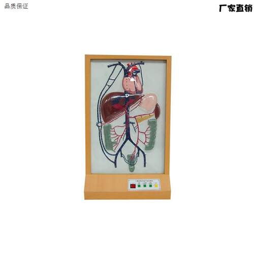 自动门静脉侧支循环模型演示正常A回流及受阻后侧支循环