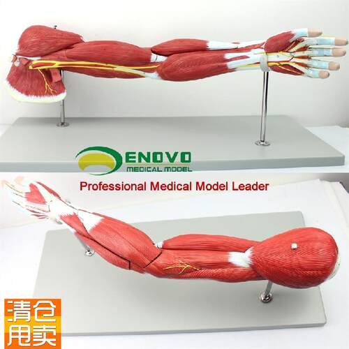 ENOVO医学人体上肢肌肉解剖模型手臂神K经血管动静脉结构胳膊肌肉