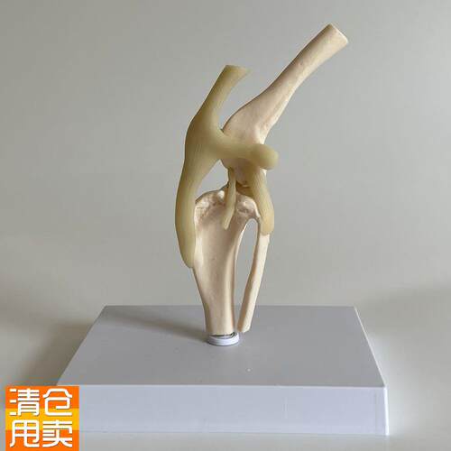 瑞宝模型犬骨骼膝关节p后腿髌骨十字韧带兽医药促销宠物医院狗骨