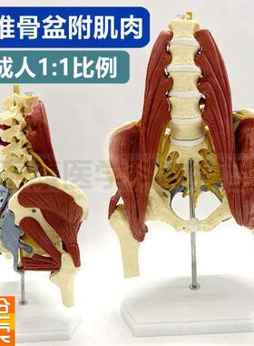 腰椎附肌肉模型骨盆腿骨r髂肌腰大肌髂腰肌骶结节韧带脊椎盆骨功