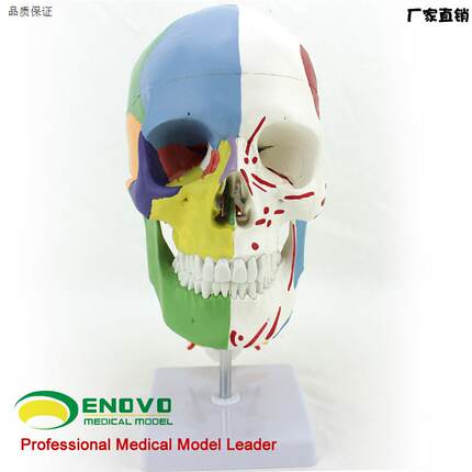 ENOVO颐诺医学用c人体头骨模型颅骨模型头骨分区肌肉模型神经骨