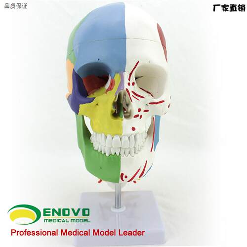 ENOVO颐诺医学用c人体头骨模型颅骨模型头骨分区肌肉模型神经骨