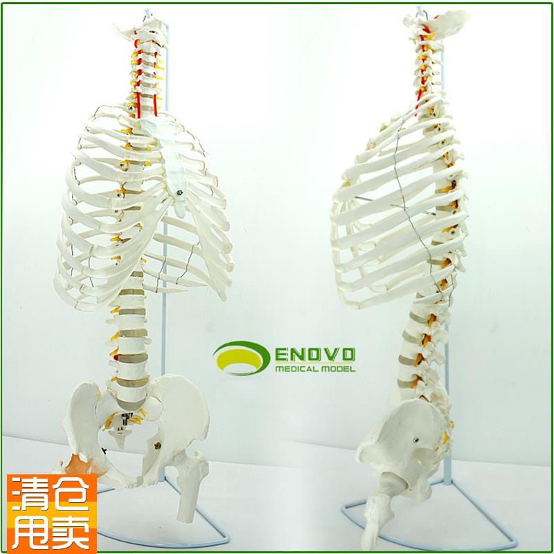 ENOVO颐诺h医学人体脊柱模型腰椎骨盆整骨胸骨肋骨胸腔骨骼架模型