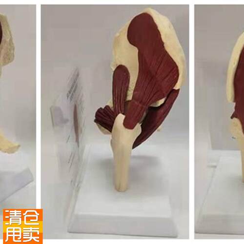 人体1:1髋关节肌肉q模型骨骼骨架骨盆股骨医用教学讲解展示