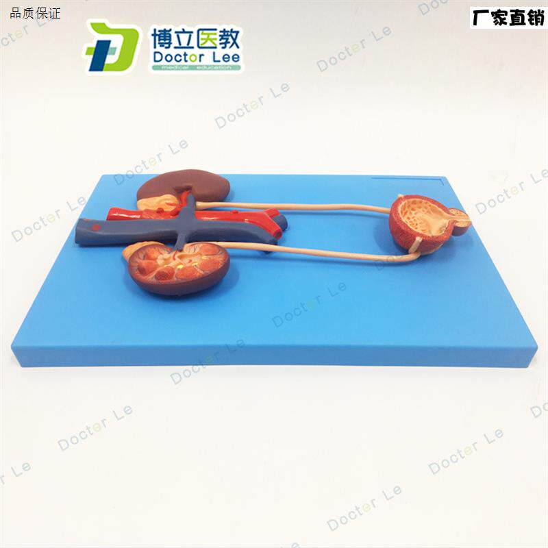 人体泌尿系统s模型肾输尿管膀胱尿道解剖模型医学泌尿科泌尿模型