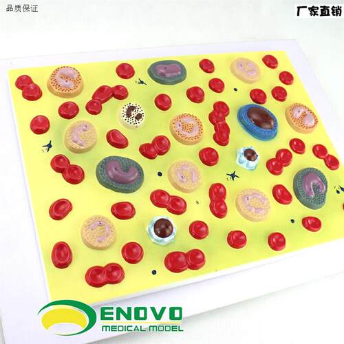 ENOVO正品医用人体血细j胞放大模型血液病学内科病理生理教学模型