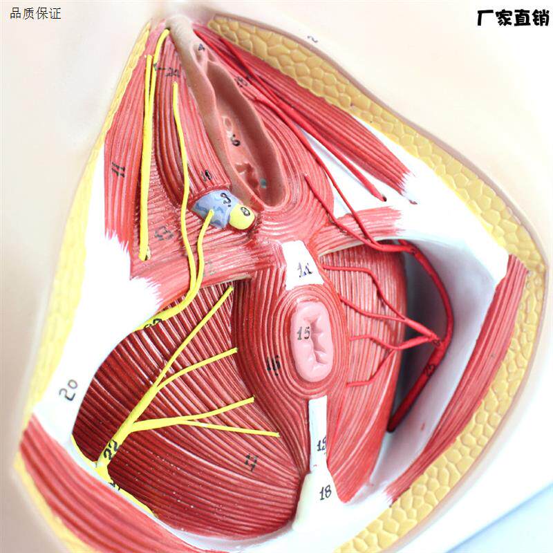 ENOVO正品女性会阴盆部血管神经erineum解剖模型生K殖泌尿肛肠科