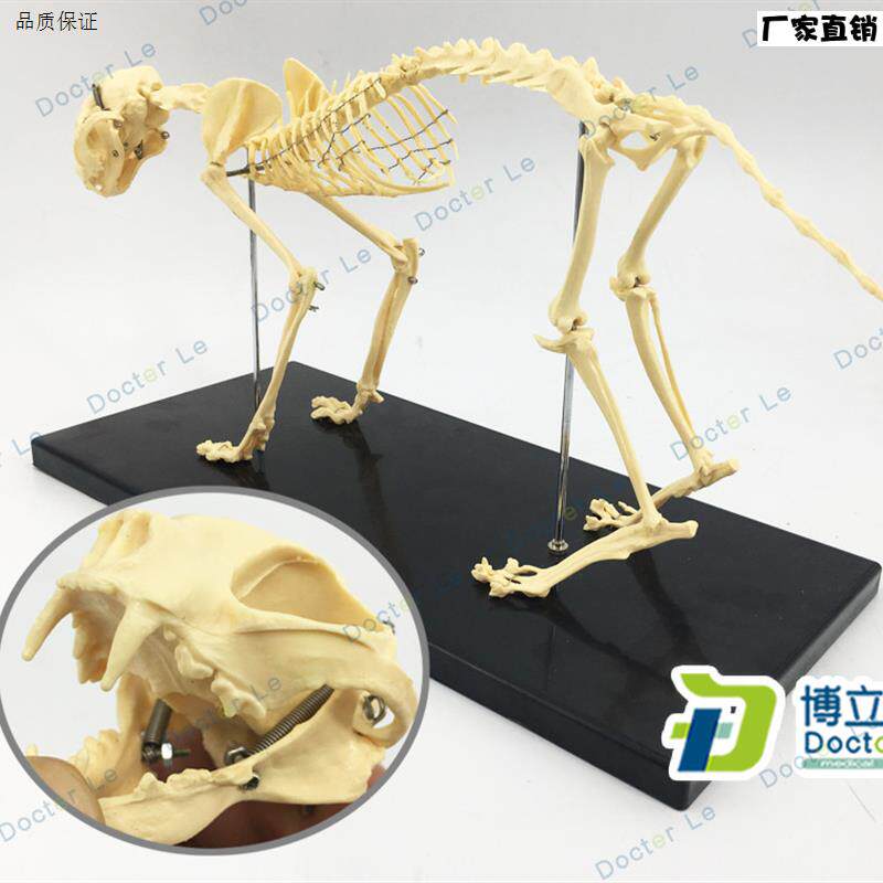 猫模型猫骨模型p猫骨架猫骨骼犬模型猫科模型动物骨架