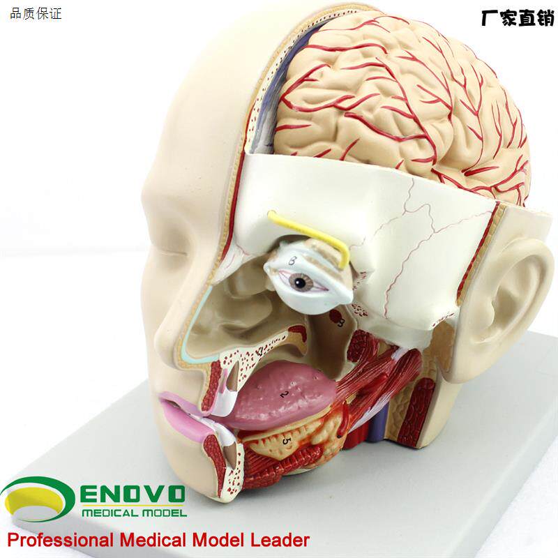 正品人体医用颅脑矢状窦解剖模型口腔耳鼻喉教o学模型ENOVO颐诺高
