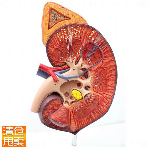 ENOVO颐诺医学人体肾脏肾上z腺模型肾器官解剖泌尿系统模型生殖泌