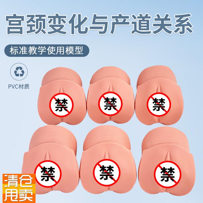 产前宫颈变化与产道关系模型妇科检查计划生育V医学示教模型