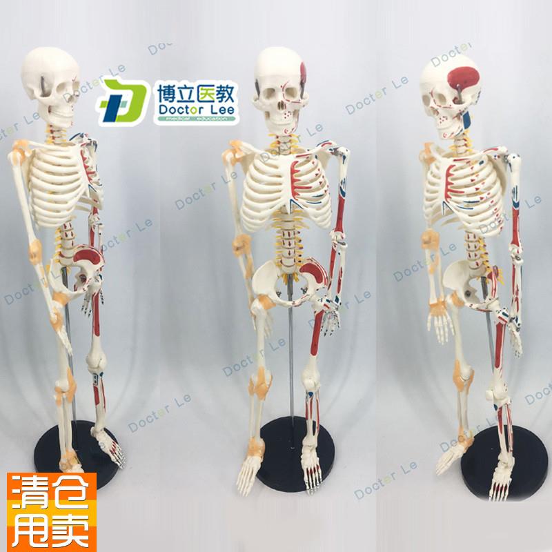 新品人体骨架附肌肉起止点着色模型8F5CM人体骨骼带神经带椎间盘