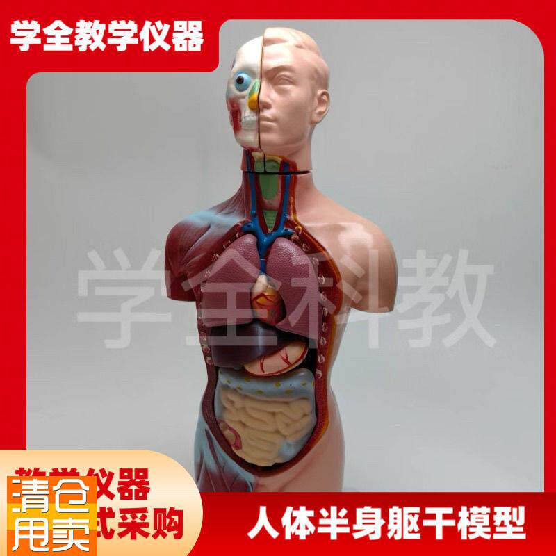 人体半身躯干模型6m5cm器官内脏教学心脏解剖可拆卸结构医学玩具