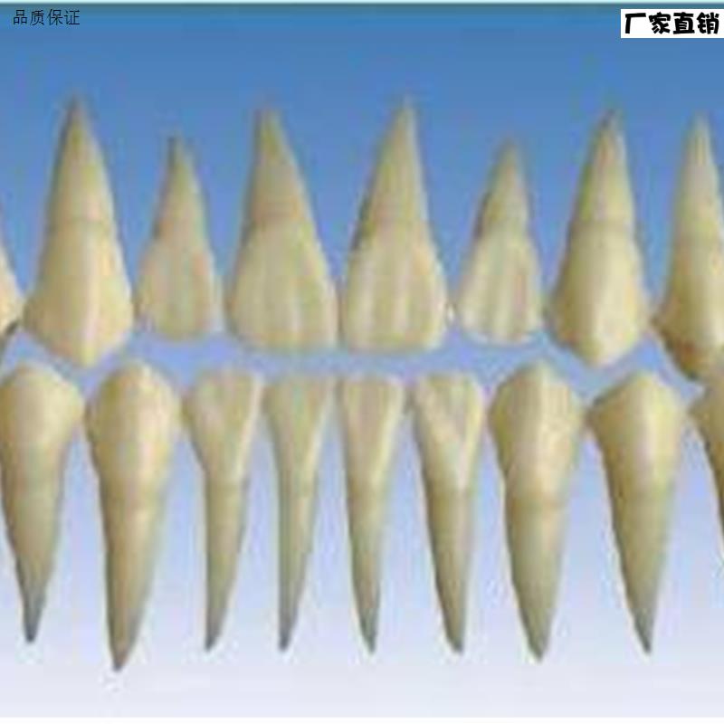 2倍大单色牙粒牙齿模型雕牙指导牙冠牙体解h剖学牙齿构造模型