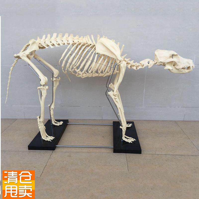 大型狗骨骼模型仿真塑胶犬骨架宠物狗骨标K本动物成年塑料假骨关