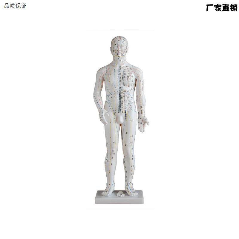 人体针灸b模型70CM人体全身穴位模型穴位清晰男性