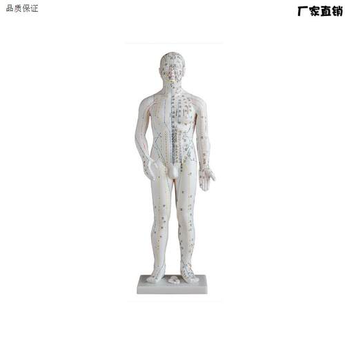 人体针灸b模型70CM人体全身穴位模型穴位清晰男性