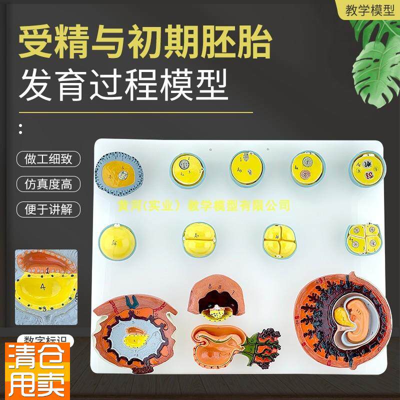 人体受精与初期胚胎发育过程模型组G织胚胎受精卵胎盘卵泡胚胎