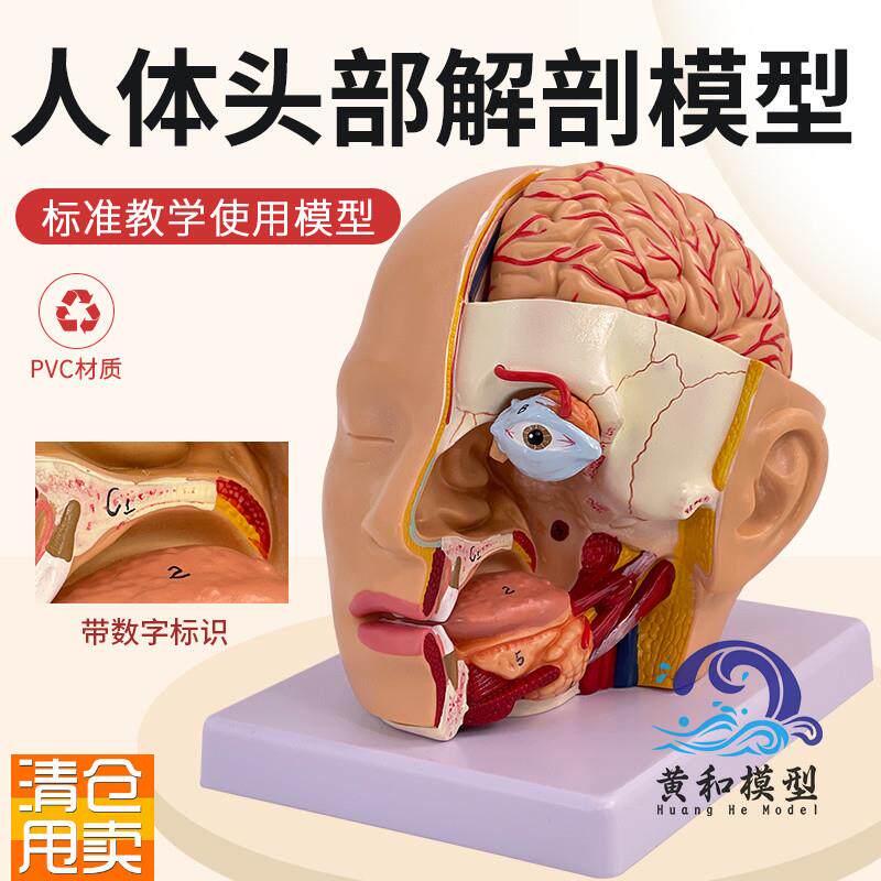人体头部解剖模型附脑模型4部件医D院教学人体头部附大脑动脉模型